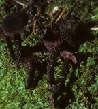 Inocybe tahquamenonensis image
