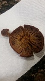 Pholiota granulosa image