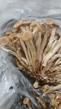 Desarmillaria tabescens image
