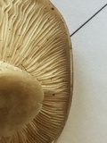 Clitocybe brunneocephala image