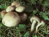 Pholiota angustipes image