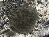 Acarospora fuscata image