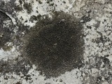 Acarospora fuscata image