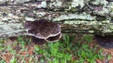 Hexagonia hydnoides image
