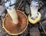 Cortinarius variiformis image