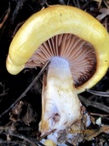 Cortinarius variiformis image