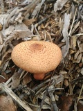Gymnopilus thiersii image