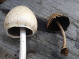 Panaeolus semiovatus image