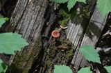 Lactarius rimosellus image