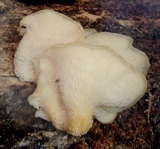 Favolus tenuiculus image