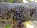 Rinodina oleae image