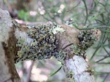 Opegrapha physciaria image