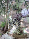Opegrapha physciaria image