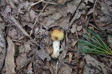 Russula fragrantissima image