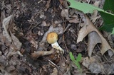 Russula fragrantissima image