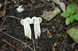 Russula fragrantissima image