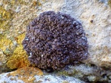 Lecania spadicea image