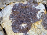 Lecania spadicea image