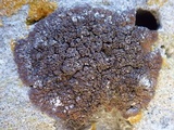Lecania spadicea image