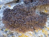Lecania spadicea image