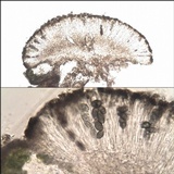 Rinodina oleae image