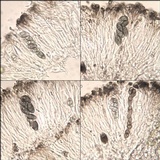 Rinodina oleae image