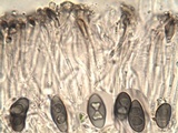 Rinodina oleae image