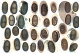 Nemania maritima image