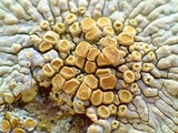 Caloplaca saxicola image