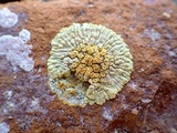 Caloplaca saxicola image