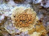 Caloplaca saxicola image