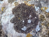 Lecania spadicea image