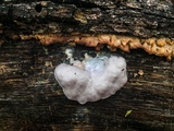 Reticularia lycoperdon image