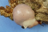 Reticularia lycoperdon image