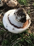 Agaricus bitorquis image