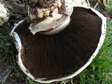 Agaricus bitorquis image