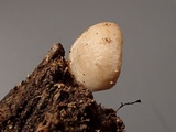 Hohenbuehelia petaloides image