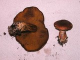 Suillus lakei image