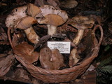 Lactarius argillaceifolius image