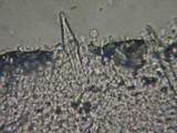 Hohenbuehelia petaloides image