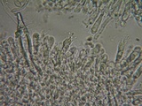 Hohenbuehelia petaloides image