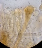 Morchella septimelata image