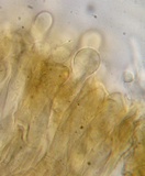 Morchella septimelata image