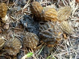 Morchella septimelata image
