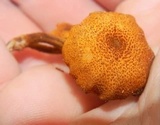 Pholiota granulosa image