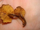Pholiota granulosa image