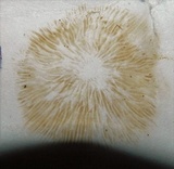 Pholiota granulosa image