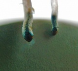 Panaeolus cinctulus image