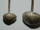 Panaeolus cinctulus image