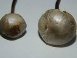 Panaeolus cinctulus image